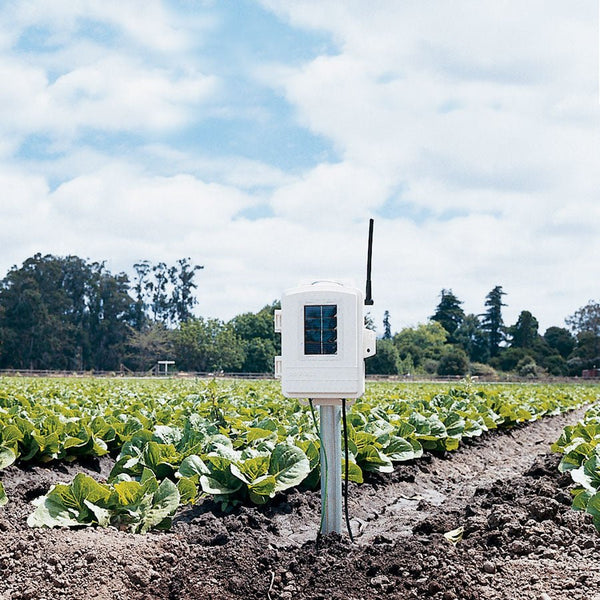 Complete wireless soil moisture and temperature station by Davis Instruments in a field of leafy green crops.
