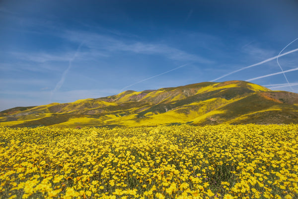 Service by Davis Instruments with yellow flowers in a meadow under a blue sky.